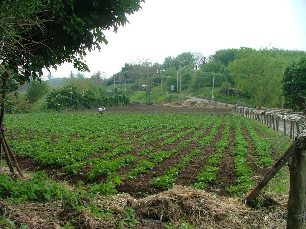 Agriturismo La Ginestra Villa Vico Equense Kültér fotó