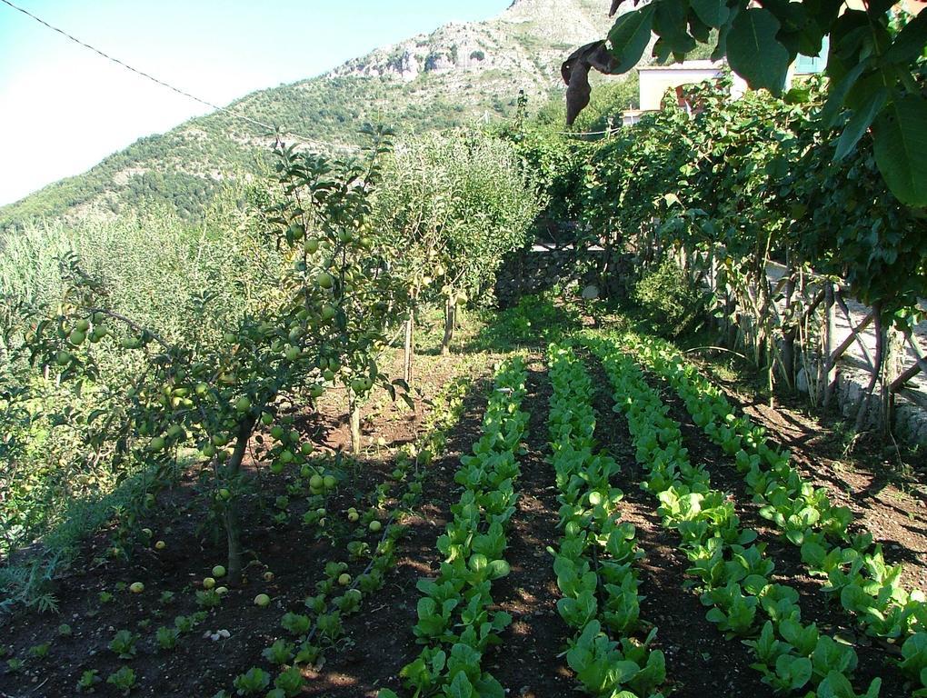 Agriturismo La Ginestra Villa Vico Equense Kültér fotó