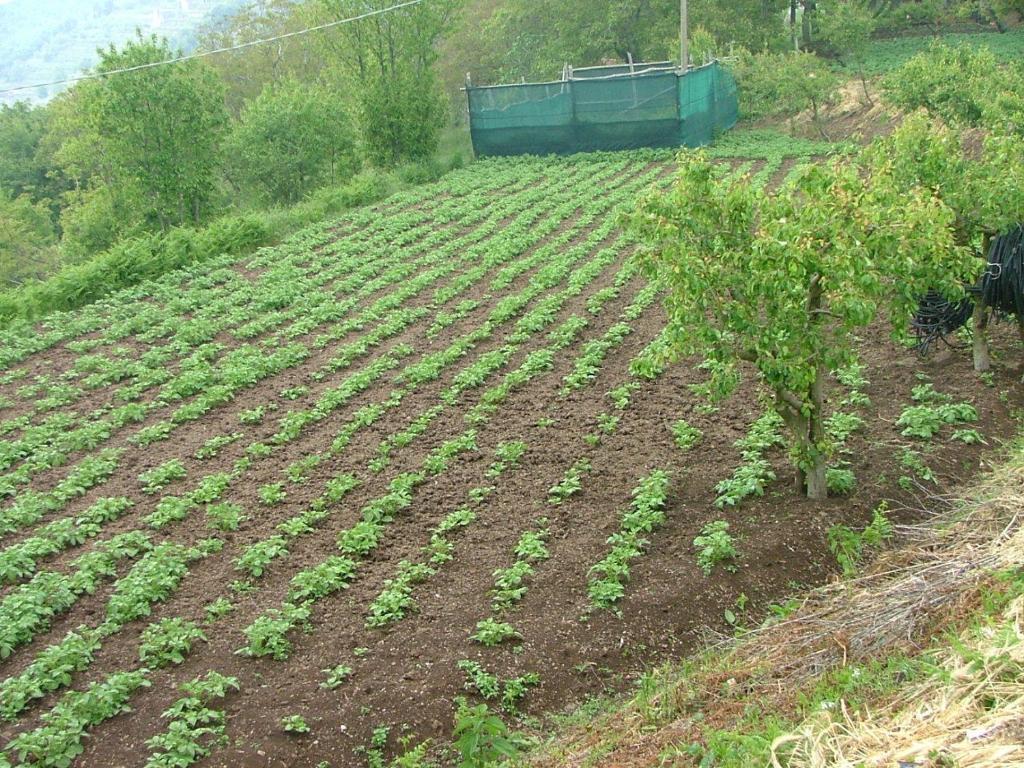 Agriturismo La Ginestra Villa Vico Equense Kültér fotó
